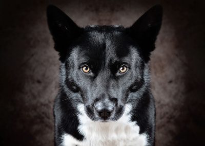 pet dog close up photos