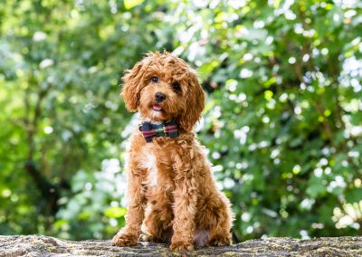 outdoor pet dog on a box